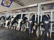 科技赋能破解融资困局，古浪智慧畜牧贷让活牛变资产